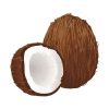 Palatable Old Brown Copra Coconut Vector Art