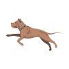 Severe American Staffordshire Terrier Dog Vector Art