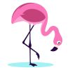 Standing Flamingo Looking Downwards Vector Art