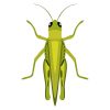 Large Green Grasshopper Insect Vector Art