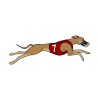 Brown Greyhound Vector Art | Pet Animal Vector Design | Number 7 Race Dog | PSD Red Shirt Dog