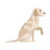 Labrador Dog Vector | Animal Vector Art | Paw Lifting Labrador | PNG PDF Colorful Labrador