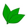 Heavenly American Beech Tree Leaf Vector Art