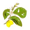 Evergreen Lemon Flowered Art