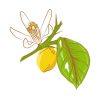 Versatile Lemon Flower Plant Vector Art
