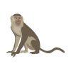 Monkey Vector Art | Animal Vector Design | Capuchin Monkey | PDF PNG Monkey