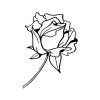 rose Line art