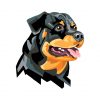 Rottweiler Vector File | Rottweiler Dog Vector | Rottweiler Head Vector | American Rottweiler Clip Art’s