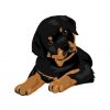 Rottweiler Vector Design | Rottweiler Puppy Vector | Puppy Vector Art | Puppy Dog Vector