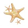Starfish Vector Art