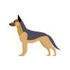 German Shepherd Dog Vector | German Shepherd Vector| Brown German Shepherd Vector | EPS German Shepherd Format