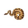 Python Snake Vector Art | Python Scalar Vector | Snake Vector Design | Snake Vector Images