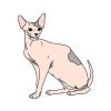 Sphynx Cat Vector | Cat Vector File | Sphynx Cat Vector Image | Lucky Cat Vector | SVG Sphynx Vector