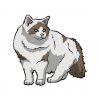 Ragamuffin Cat Vector | Walking Ragamuffin Cat | White And Brown Ragamuffin Cat Vector |SVG Ragamuffin Cat Vector