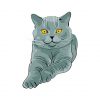 Chartreux Vector Design | Chartreux Cat Vector | Cat Vector File | Sitting Chartreux Cat Vector | Cute Cat Vector