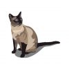 Siamese Cat Vector File  | Cat Vector Art | Brown And Black Siamese Cat Vector  | Half Sitting Cat Vector File