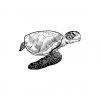 Meticulous Turtle Outline Sketch Vector Art